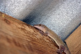 Images_Belize_2011_006