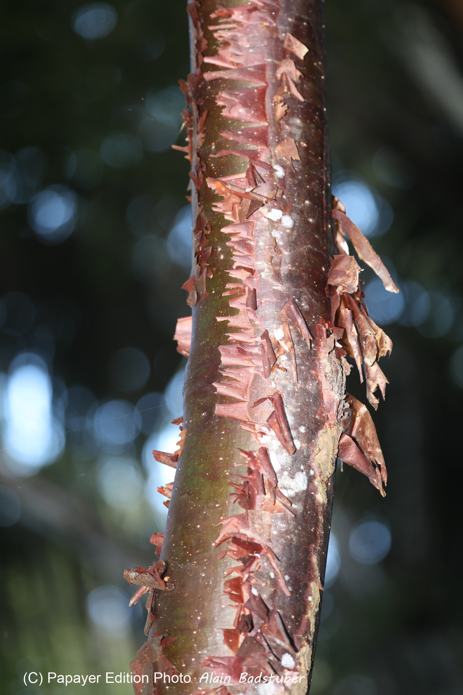 Quatre jours de terrain à Punta Gorda