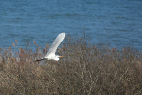 Faune et Flore de Suisse, 2022