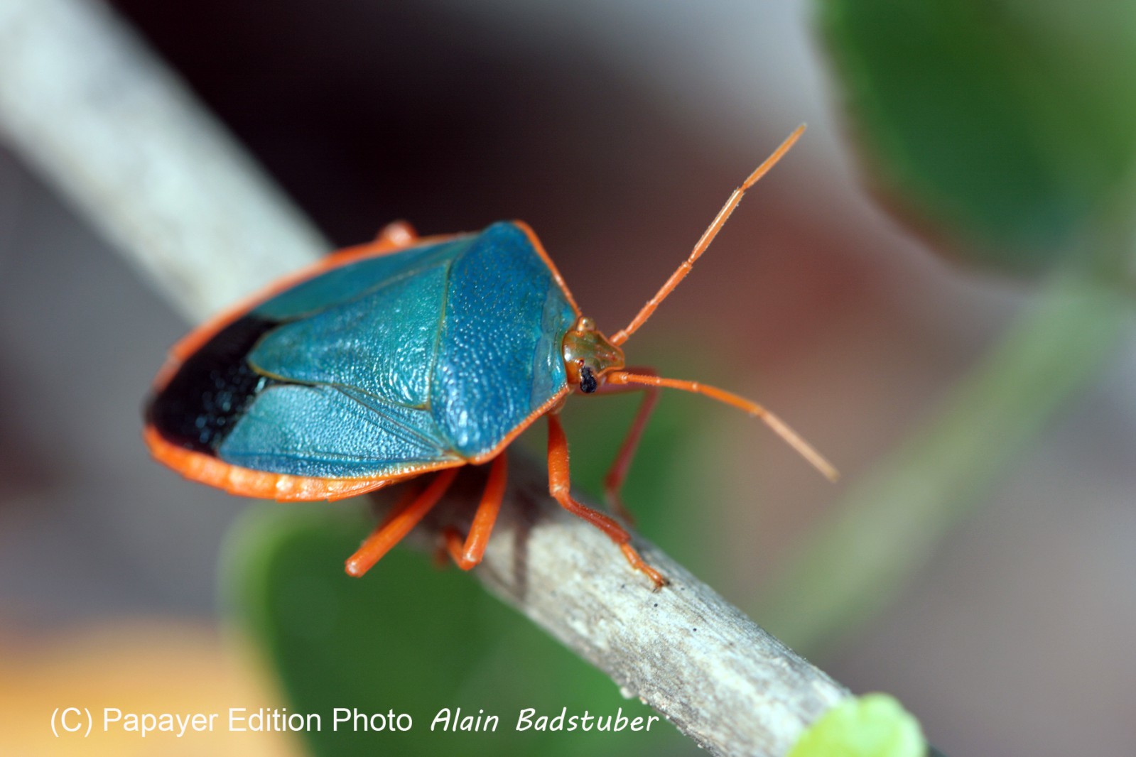 Images_Belize_2011_304