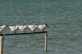 Images_Belize_2011_377