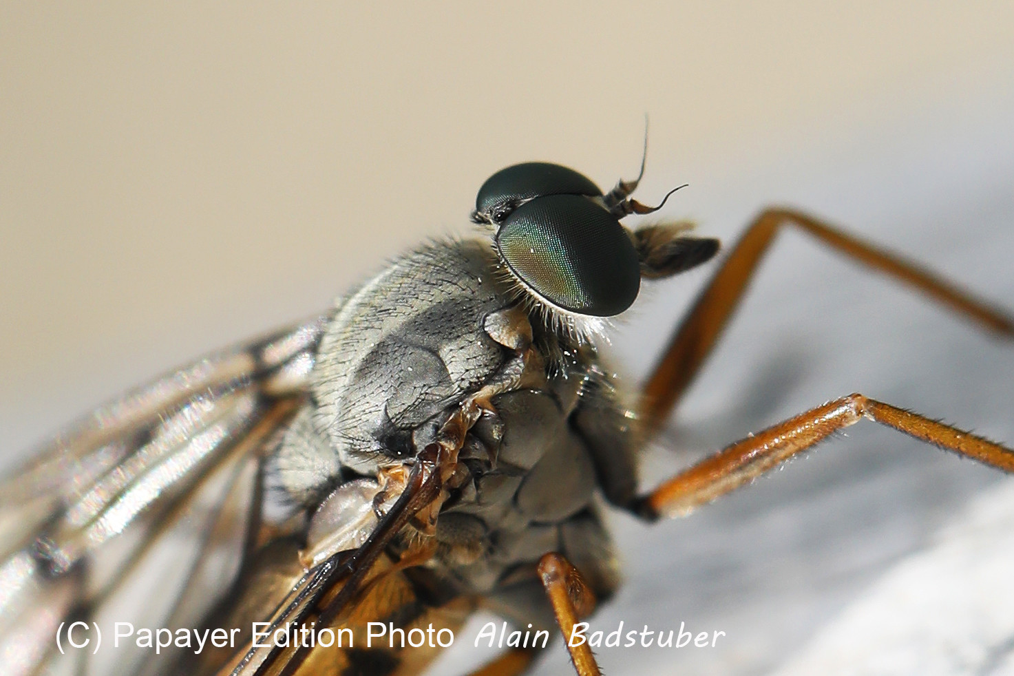 Encore une journée non favorable à la pratique de WingFoil