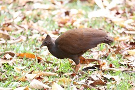 Oiseaux à Cape Tribulation