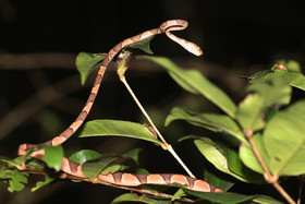 Serpents du Belize, Blunthead tree snake, Imantodes cenchoa