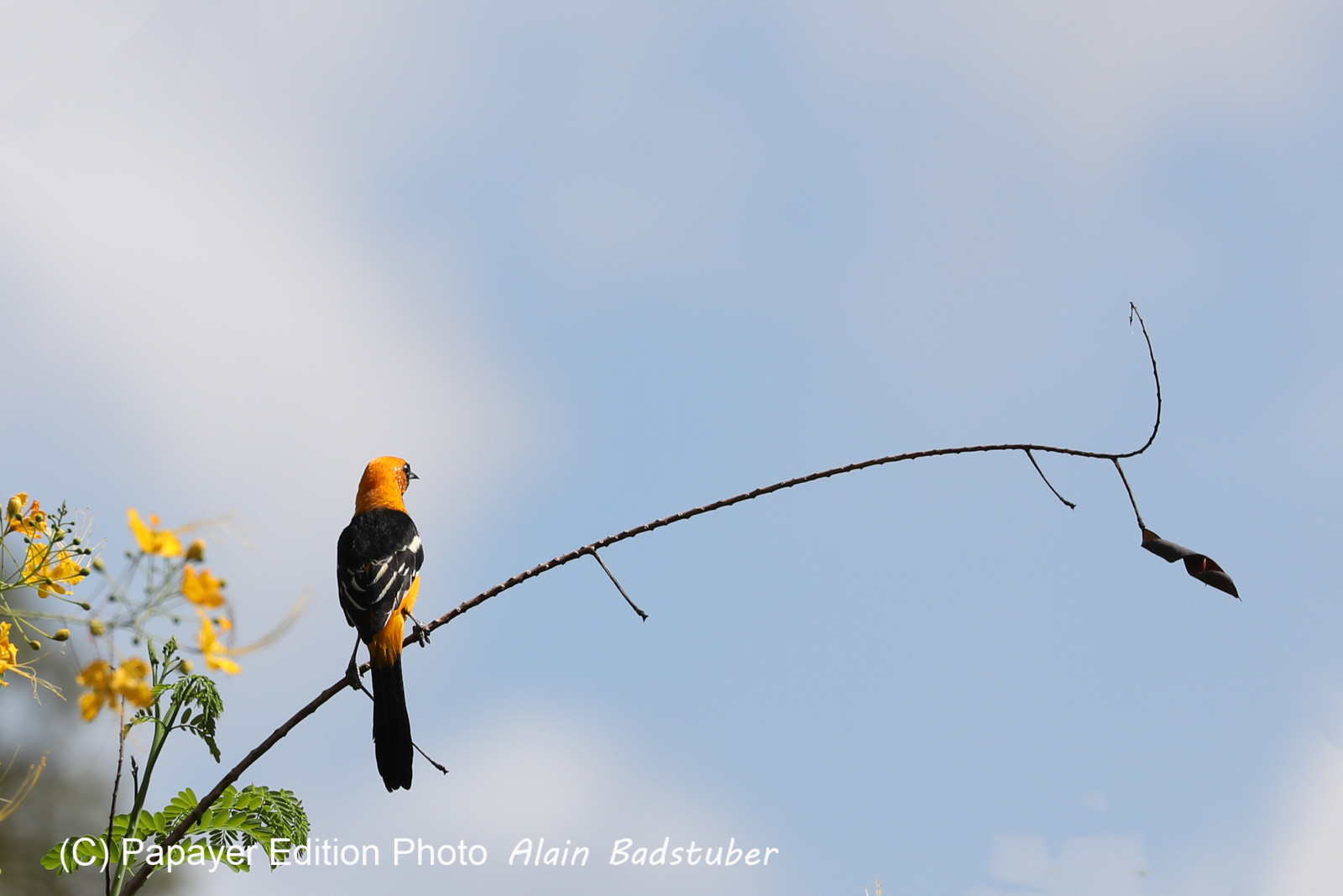 Premier séjour à Crooked Tree , au Bélize en octobre 2021