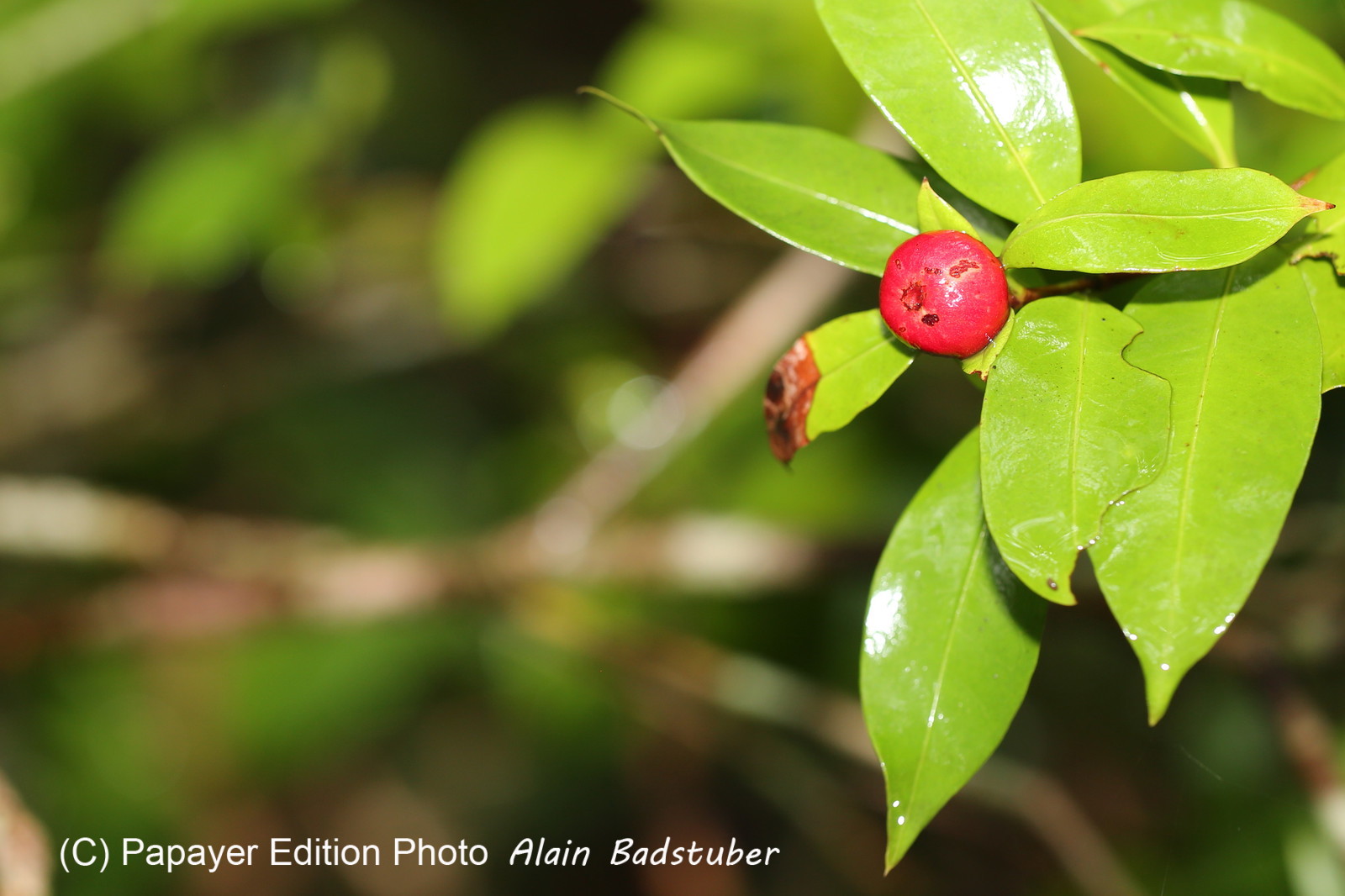 L'Australie à Cow Bay et Cape Tribulation en 2017