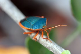 Images_Belize_2011_305