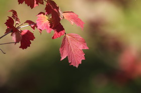 Ile aux oiseaux à Vaumarcus
