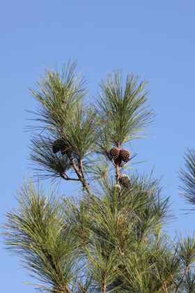 Premier séjour à Crooked Tree , au Bélize en octobre 2021