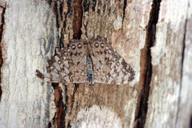 Images_Belize_2011_046