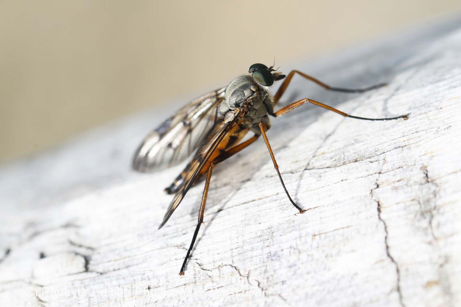 Encore une journée non favorable à la pratique de WingFoil