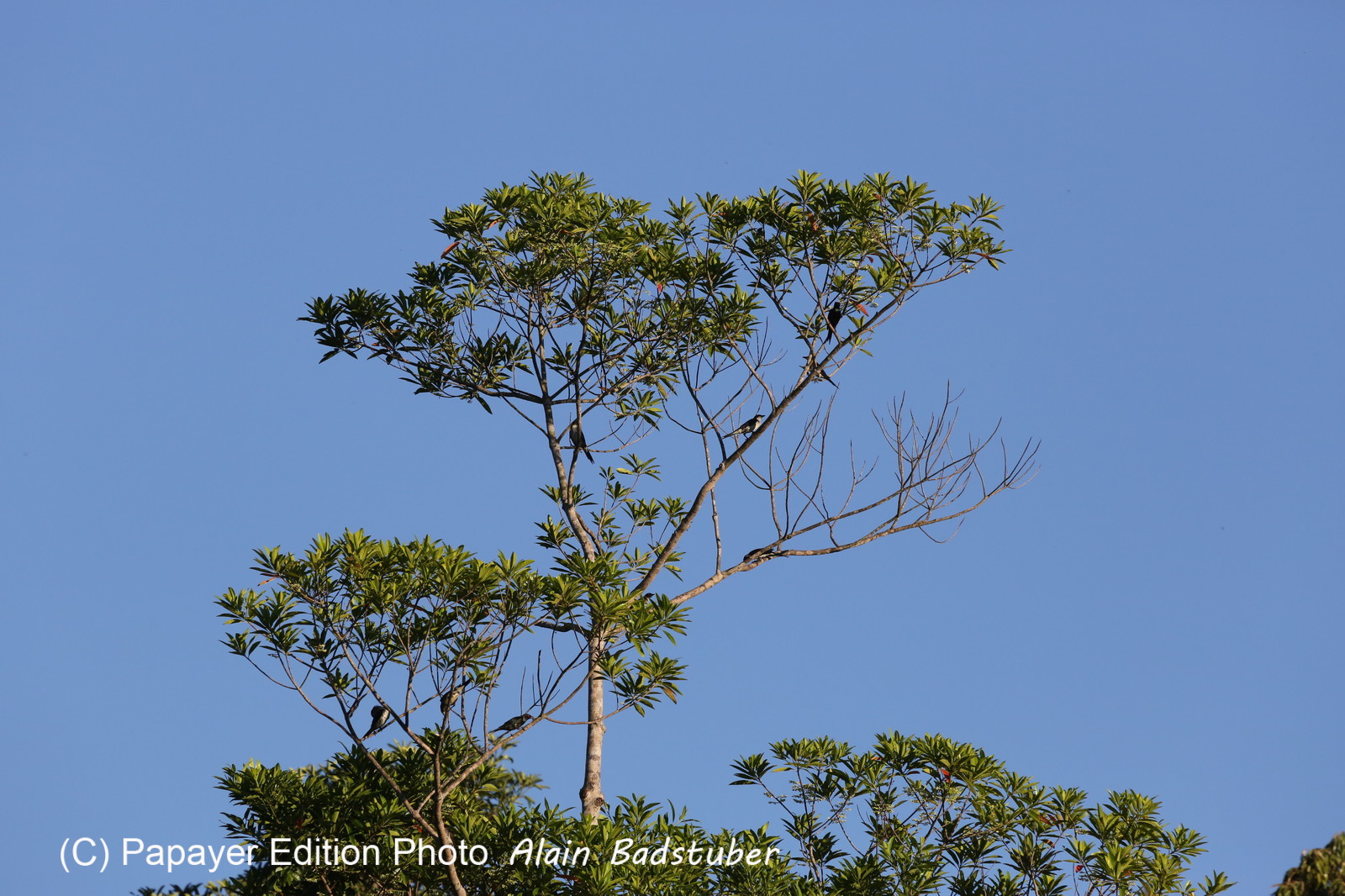 L'Australie à Cow Bay et Cape Tribulation en 2017