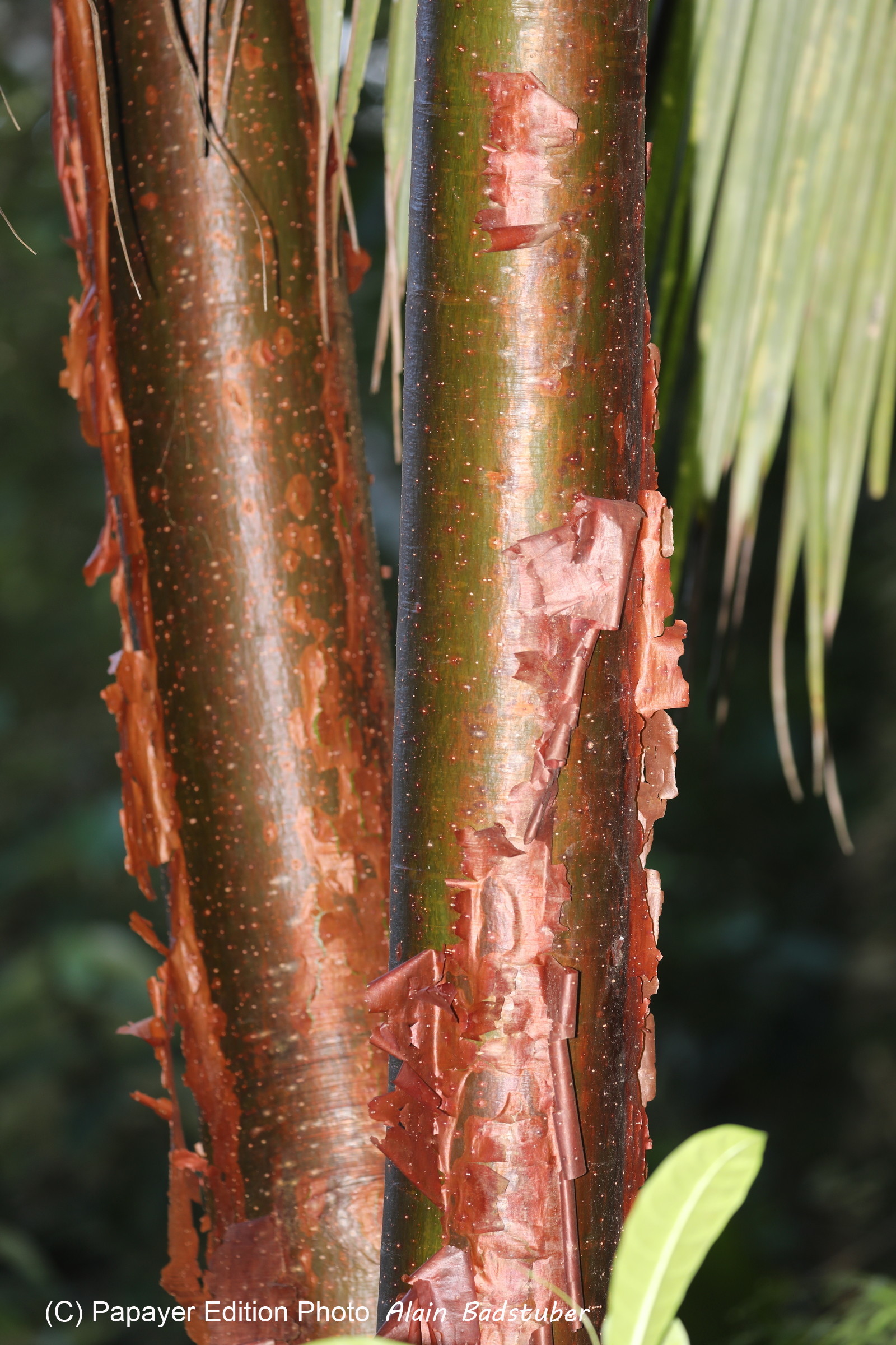 Quatre jours de terrain à Punta Gorda