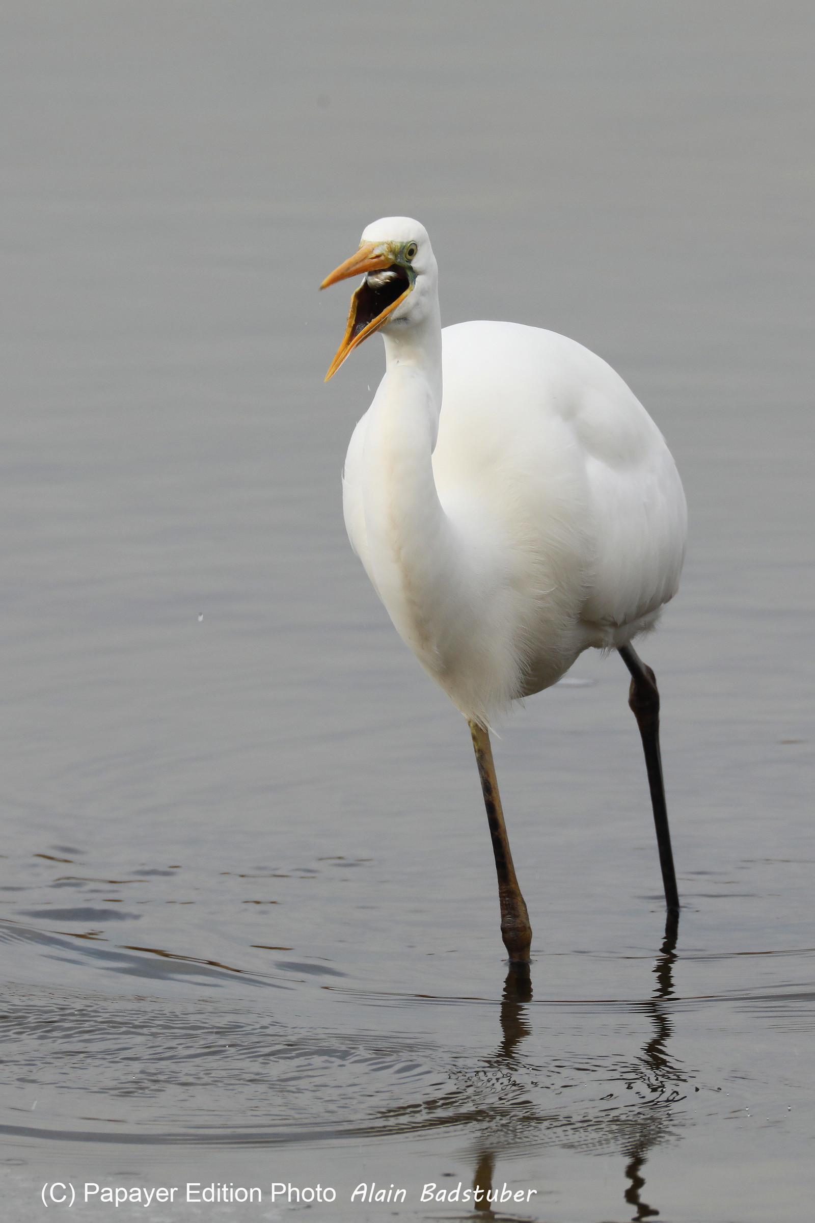 Faune et Flore de Suisse, 2022, Champs-Pittet, Grande Aigrette