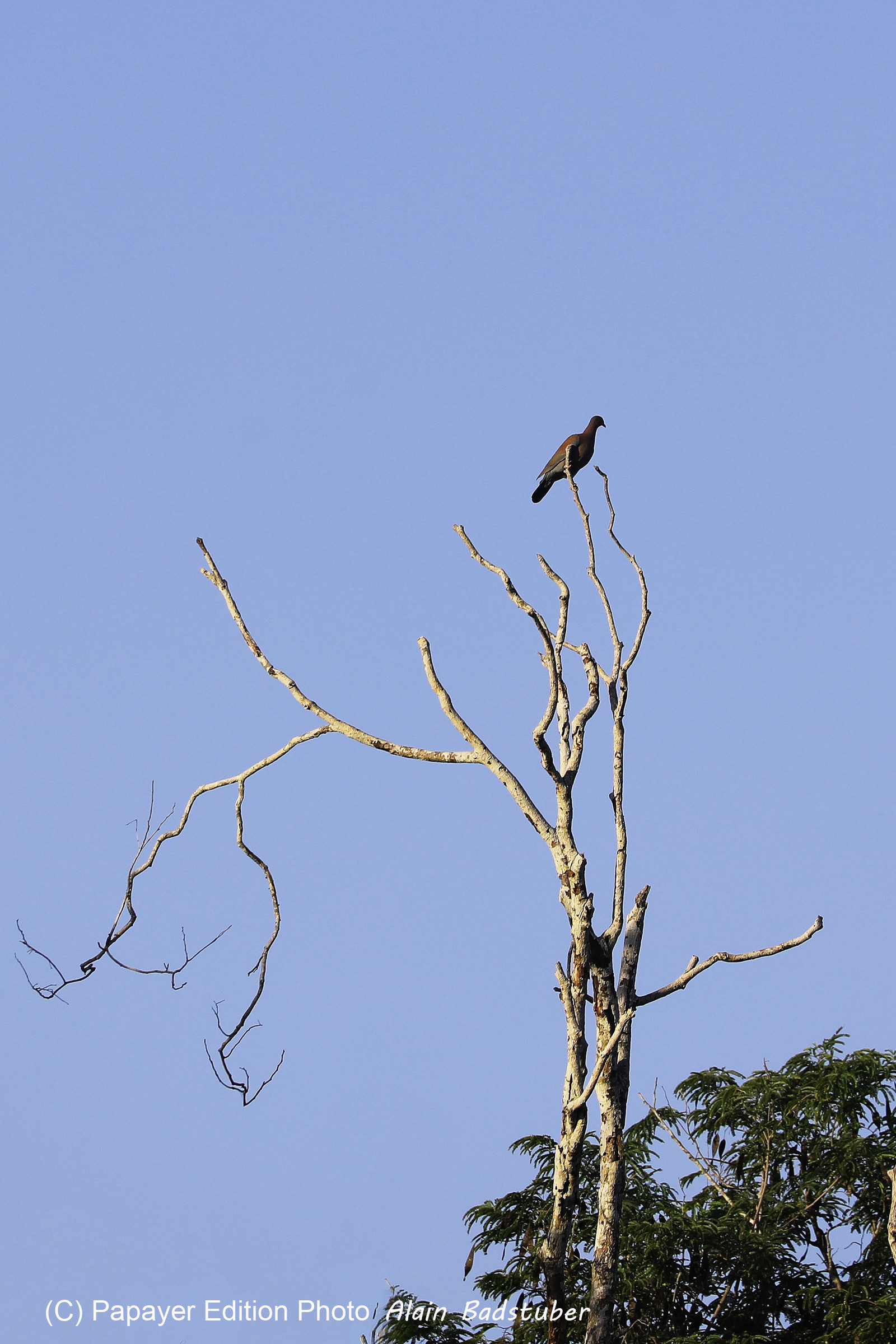 Deuxième séjour à Sarteneja, Bélize, Novembre - Décembre 2021