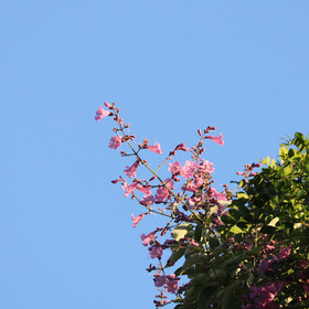 Végétaux et Champignons