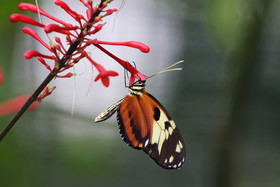 Punta Culebra Nature Center