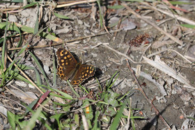 Tircis (Parage egeria)