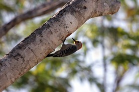 Images_Belize_2011_054