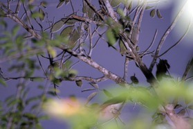 Images_Belize_2011_283