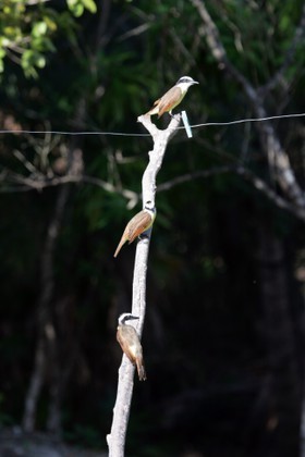 Images_Belize_2011_039