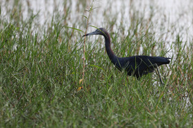 Premier séjour à Crooked Tree , au Bélize en octobre 2021