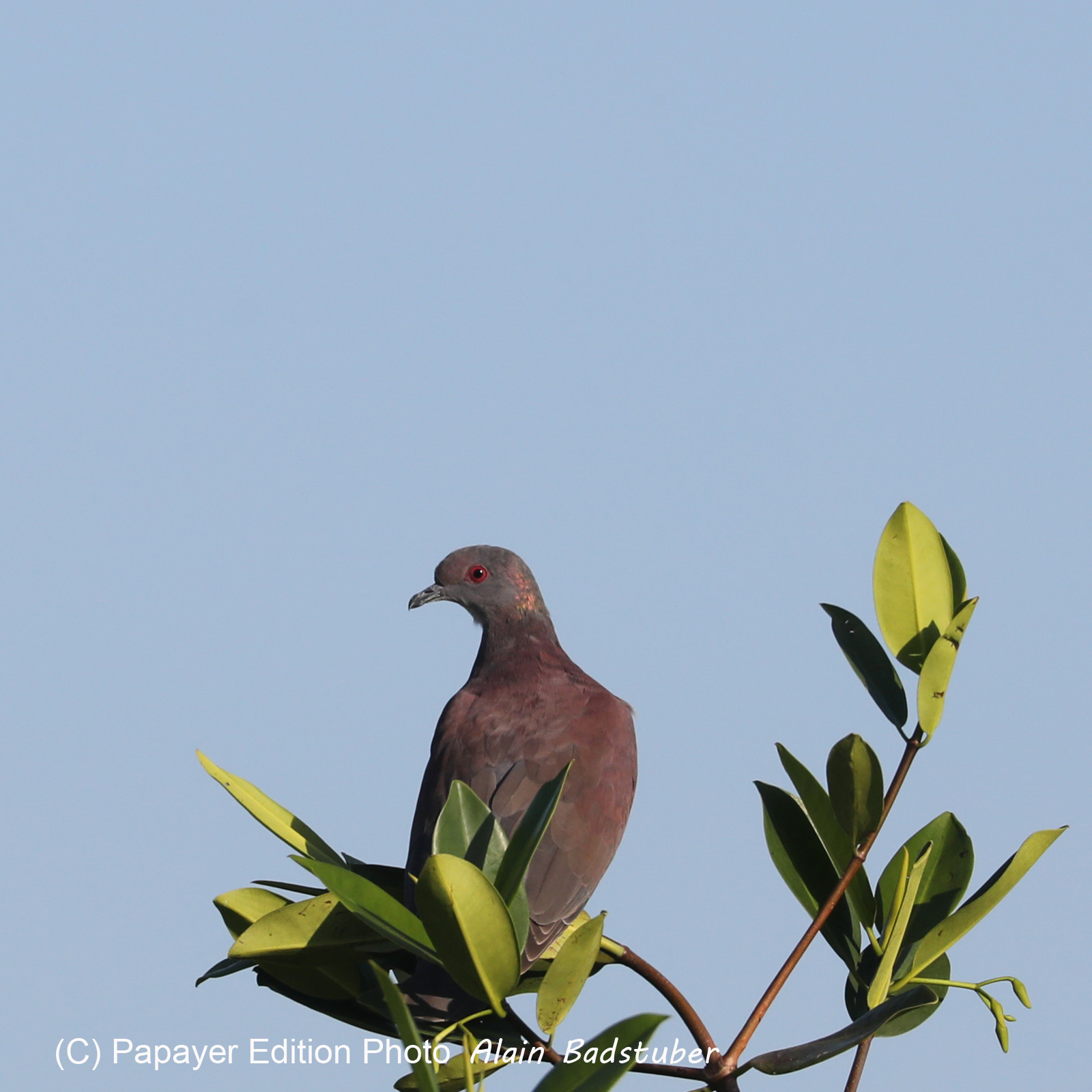 Hopkins, Octobre-Novembre 2021