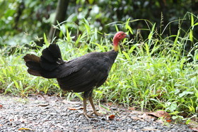 L'Australie à Cow Bay et Cape Tribulation en 2017