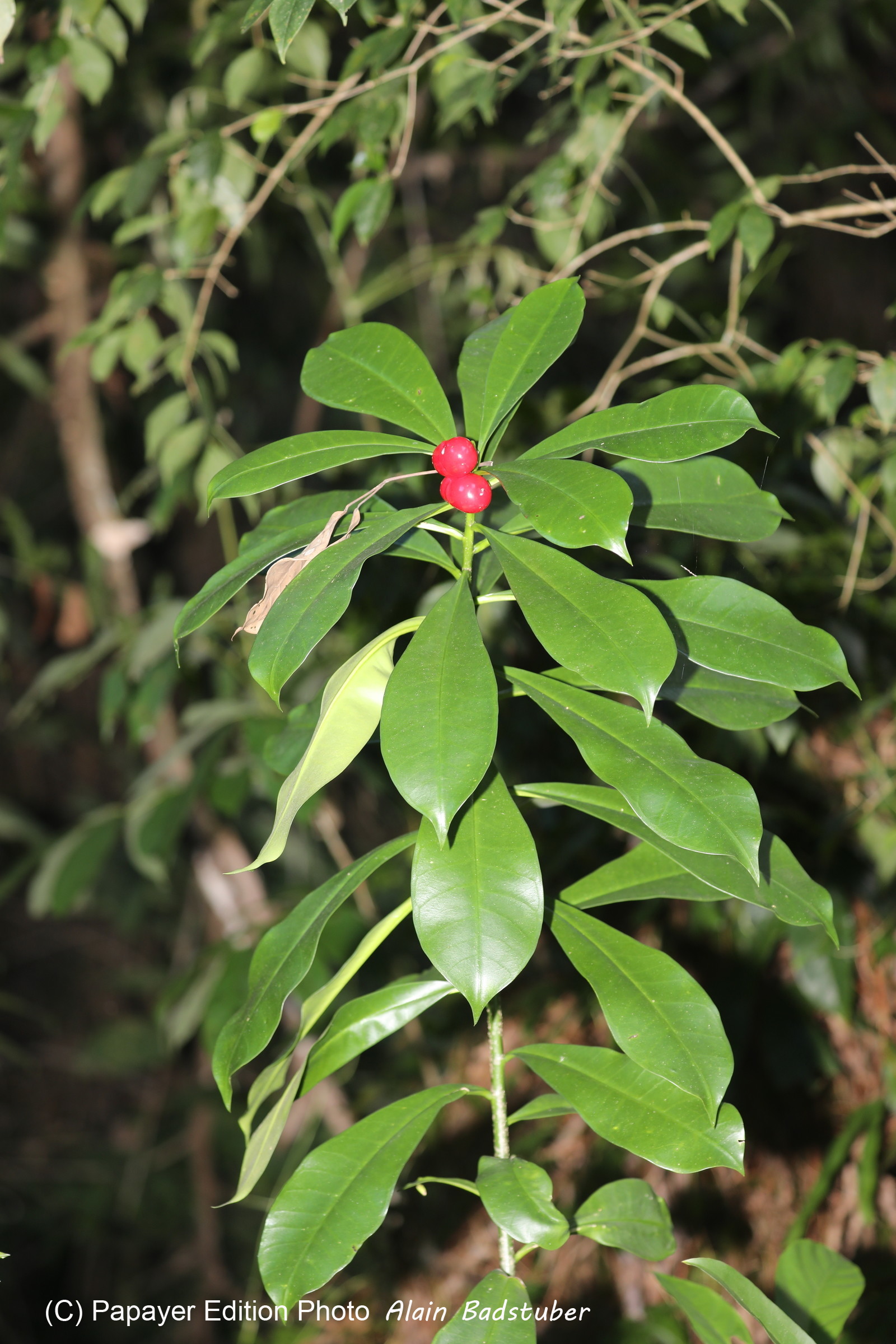 Quatre jours de terrain à Punta Gorda