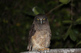 Oiseaux à Cape Tribulation