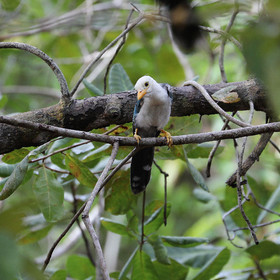 Premier séjour à Crooked Tree , au Bélize en octobre 2021