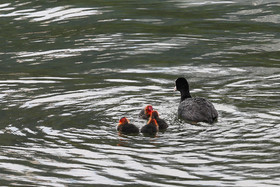 Encore une journée non favorable à la pratique de WingFoil