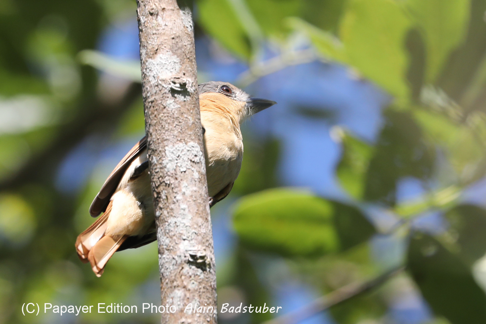 Deuxième séjour à Sarteneja, Bélize, Novembre - Décembre 2021