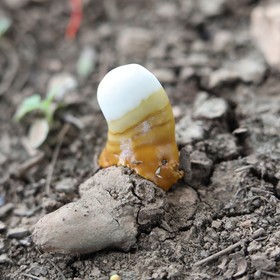 Végétaux et Champignons