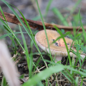 Premier séjour à Crooked Tree , au Bélize en octobre 2021