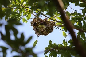 Fourmis à Cape Tribulation