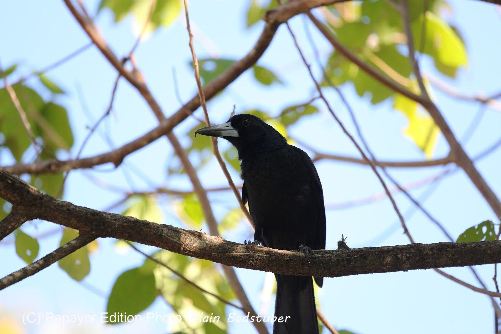 Oiseaux à Cape Tribulation