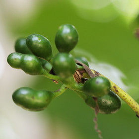 Végétaux et Champignons