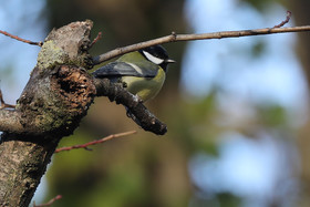 2022;Faune;Suisse;Vaumarcus;Vertébré;Oiseaux;Passeriformes;Mesange;Charbonniere;Parus;major