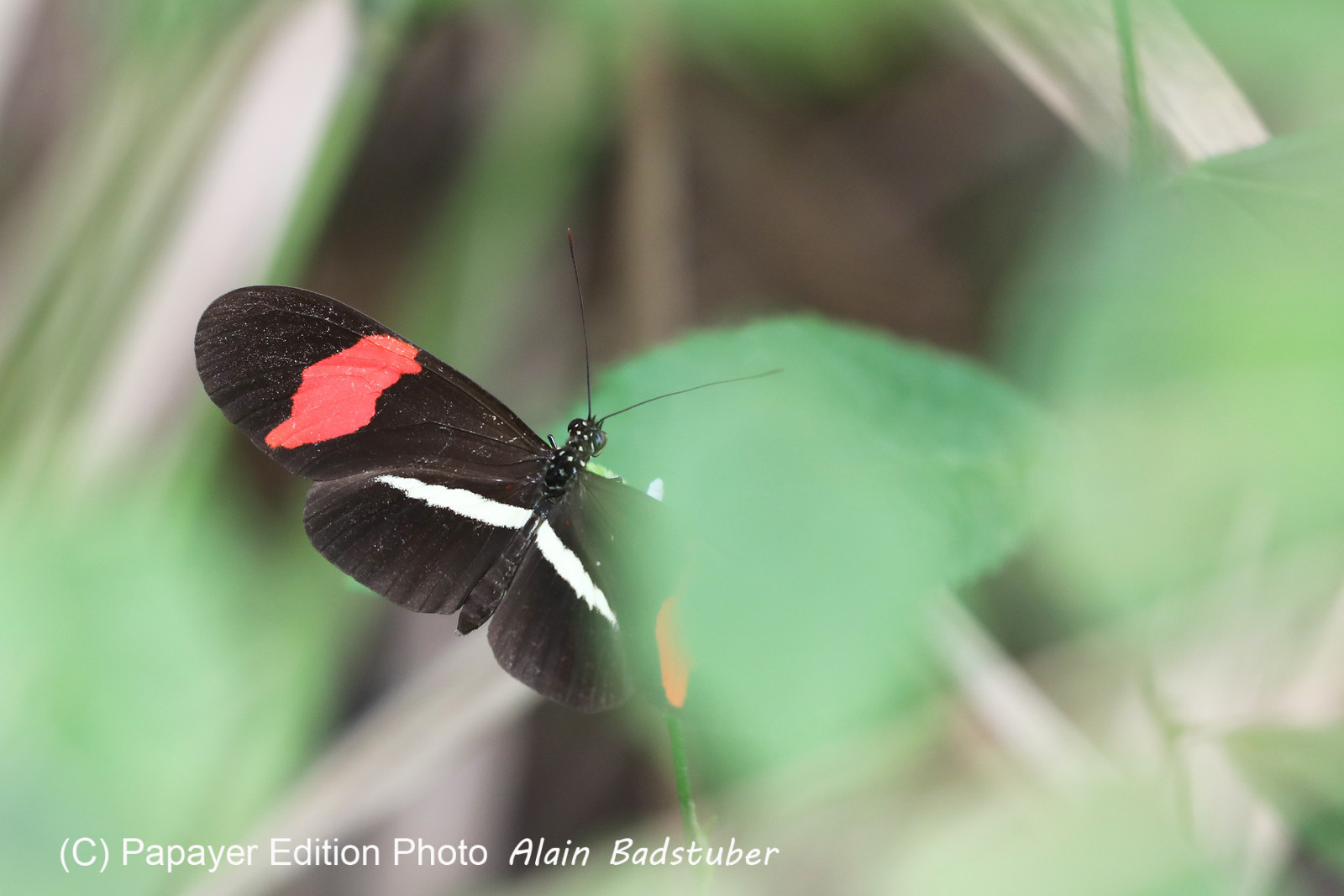 Deuxième séjour à Sarteneja, Bélize, Novembre - Décembre 2021