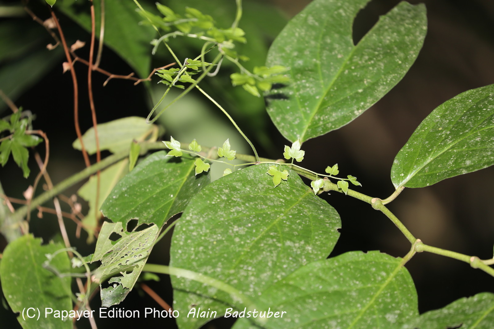 Quatre jours de terrain à Punta Gorda