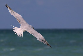 Deuxième séjour à Sarteneja, Bélize, Novembre - Décembre 2021