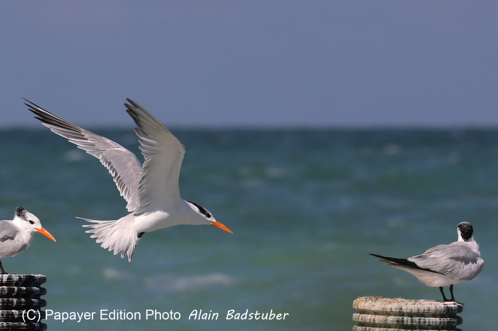 Deuxième séjour à Sarteneja, Bélize, Novembre - Décembre 2021