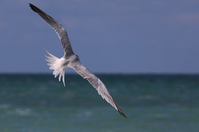 Deuxième séjour à Sarteneja, Bélize, Novembre - Décembre 2021