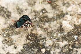 Deuxième séjour à Sarteneja, Bélize, Novembre - Décembre 2021