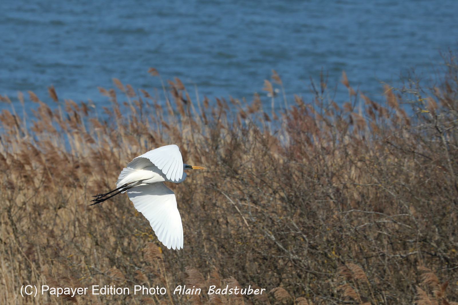 Faune et Flore de Suisse, 2022