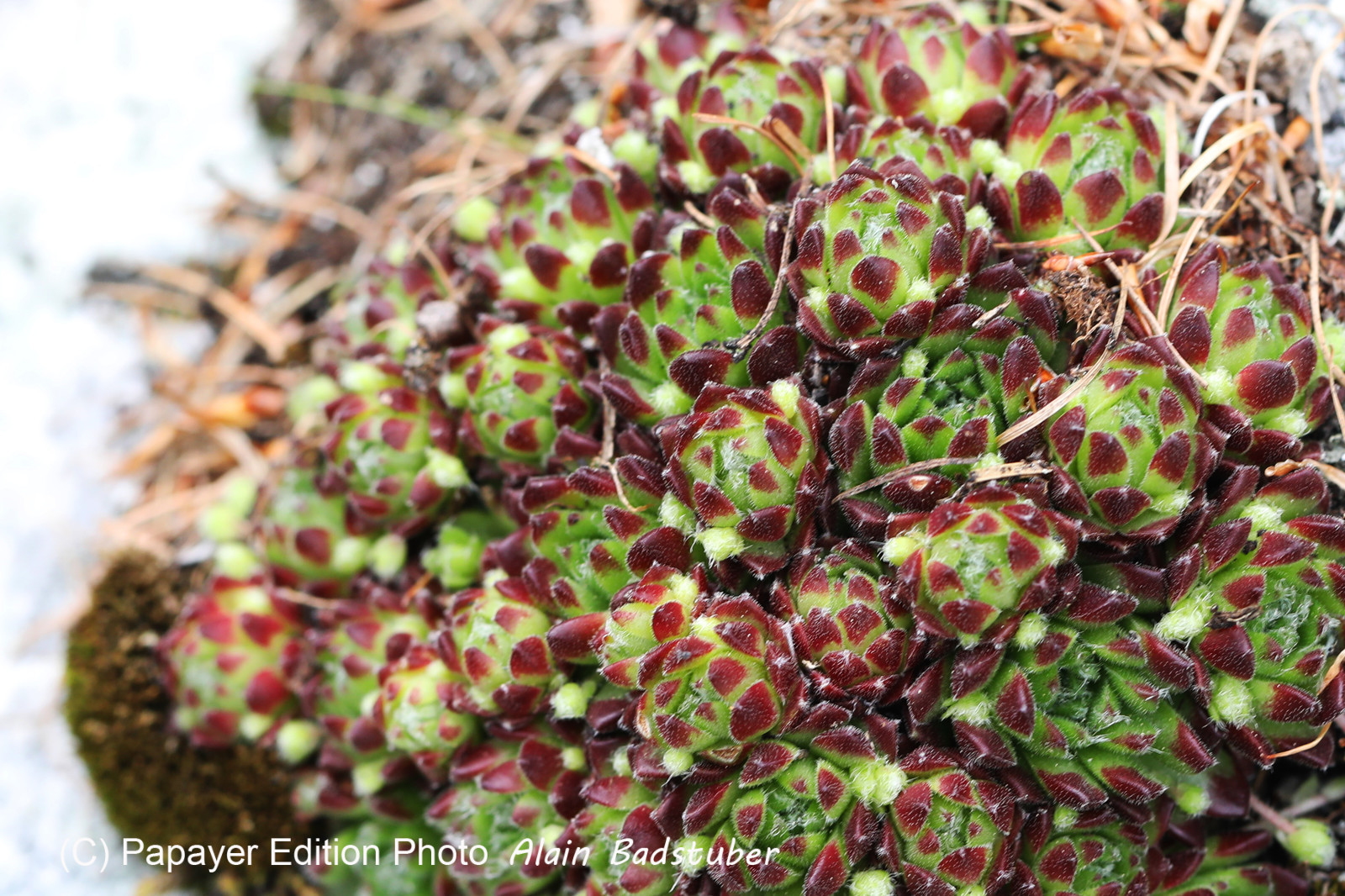 Encore une journée non favorable à la pratique de WingFoil