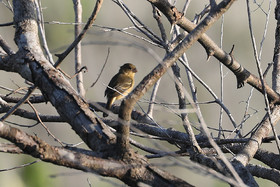 Hopkins, Octobre-Novembre 2021