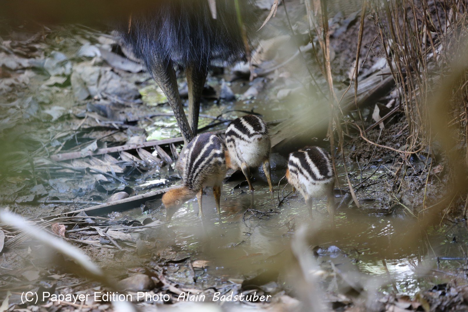Oiseaux à Cape Tribulation