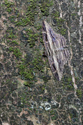 Quatre jours de terrain à Punta Gorda